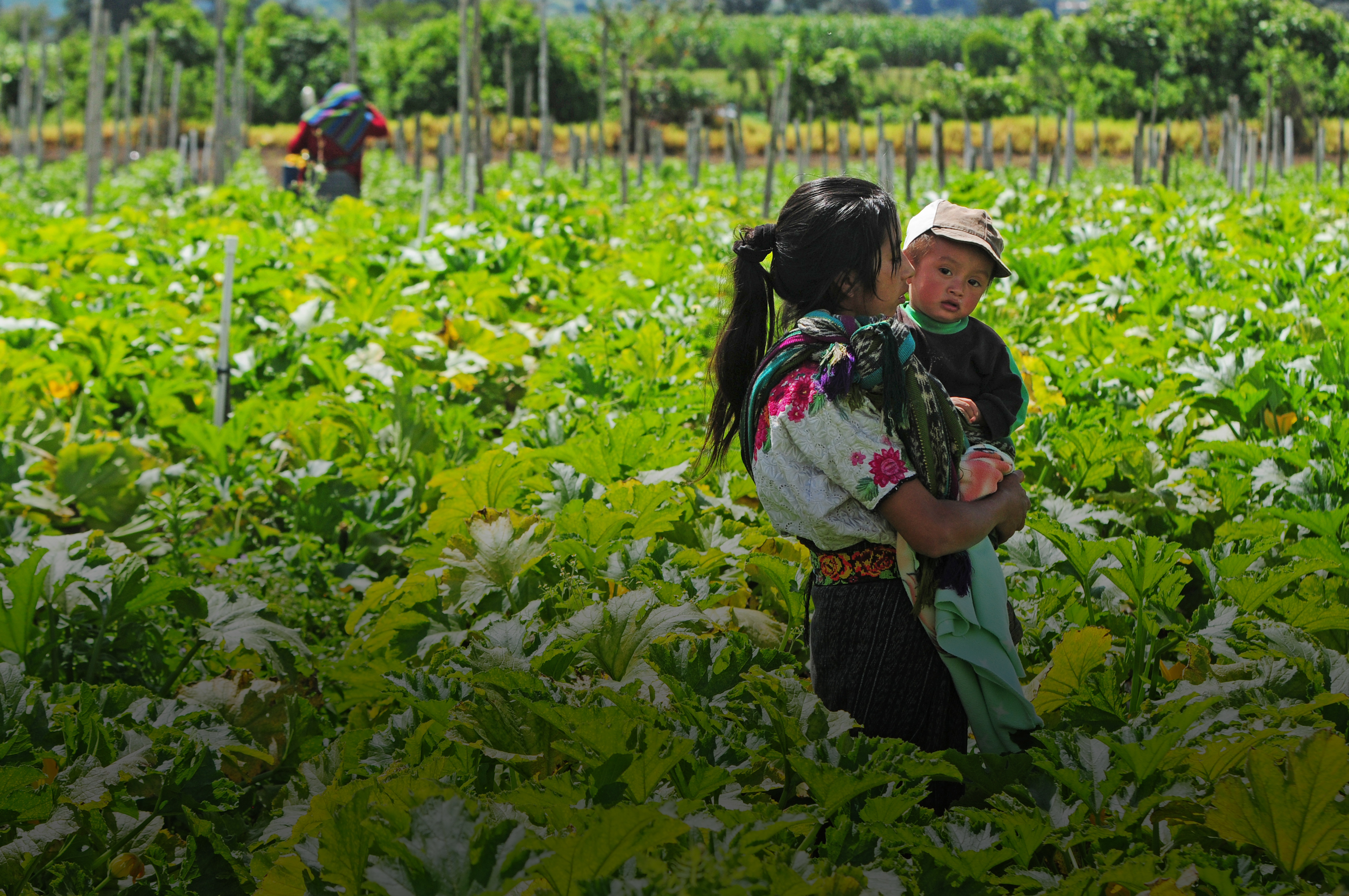 A mother carries her child in a crop field in Chimaltenango, Guatemala. Photo: Maria Fleischmann / World Bank